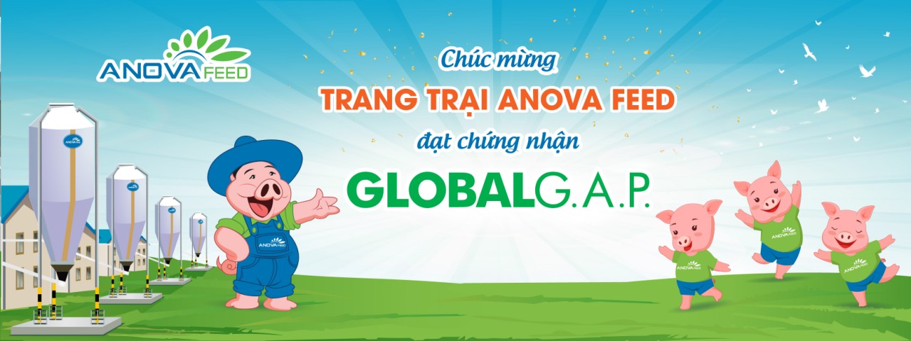 Congratulations to Anova Feed pig farm for achieving GlobalG.A.P standard