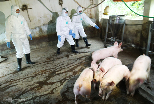 Vietnam successfully produces vaccine against African swine fever