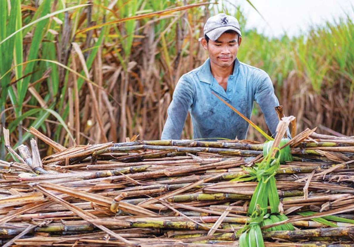 Mía đường “hồi sức” nhờ biện pháp phòng vệ thương mại