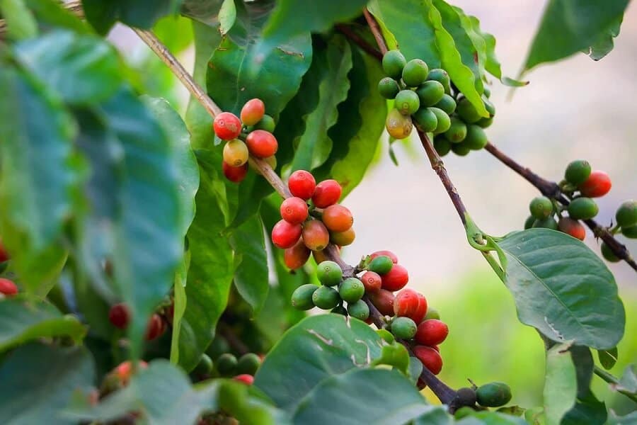 Giá cà phê 7/7: Nông dân xả hàng mạnh đẩy Arabica lao dốc