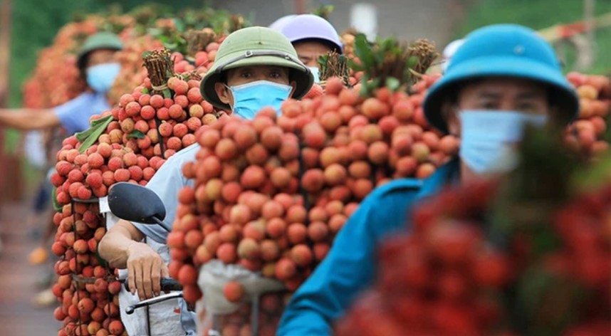 Từ câu "mỗi người Việt ăn vài lạng vải" đến kỳ tích tiêu thụ vải thiều nội địa vượt xuất khẩu ngay giữa đại dịch