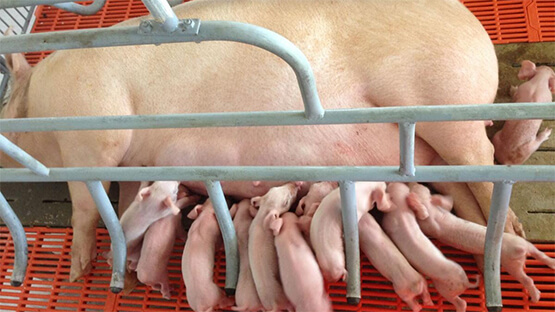 The first litter of piglets at Anova Farm